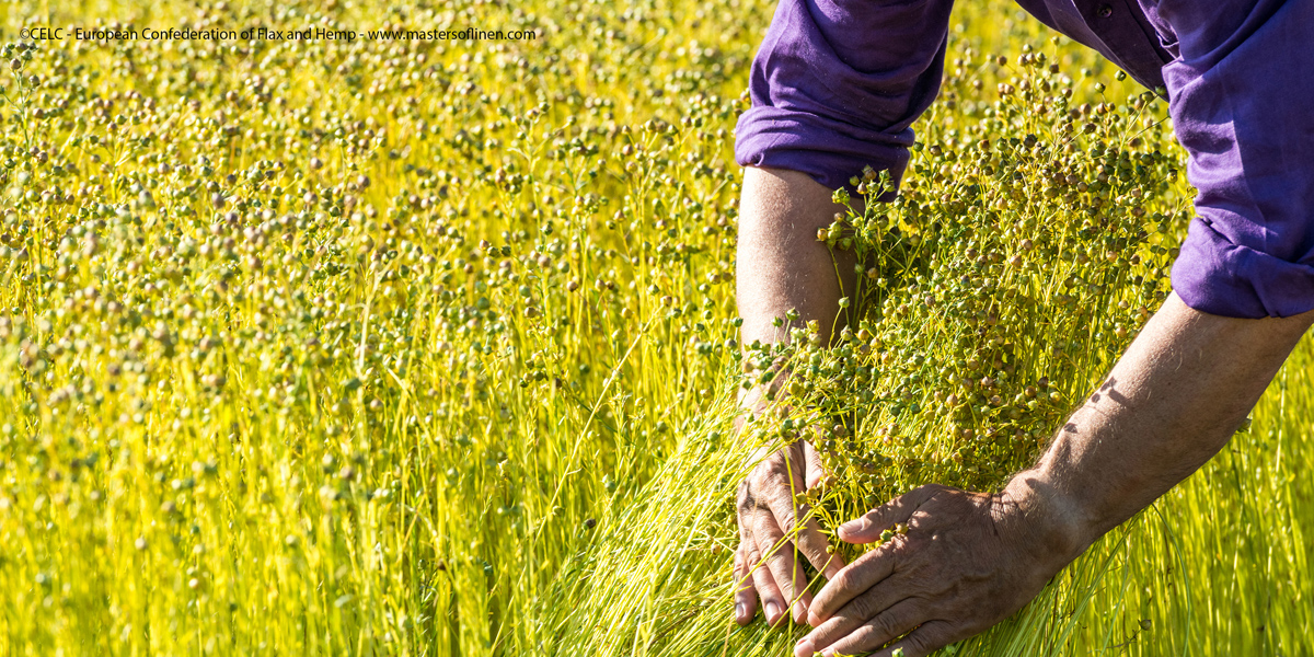 Harvesting Flax