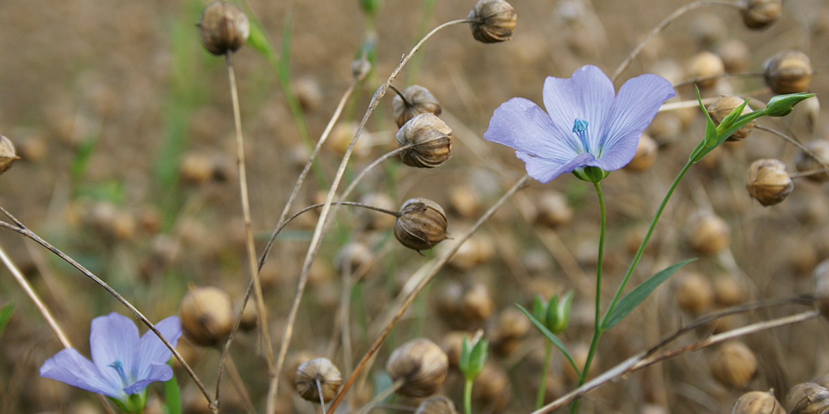 Flax